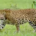 UP: Woman mauled to death by leopard in Maharajganj