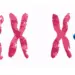 Chromosomes may explain why men experience severe Covid