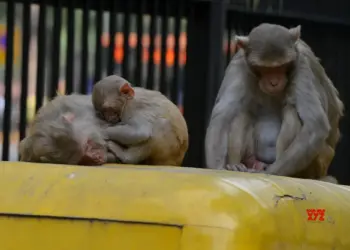 6-yr-old attacked by monkeys, falls to her death in UP’s Sambhal