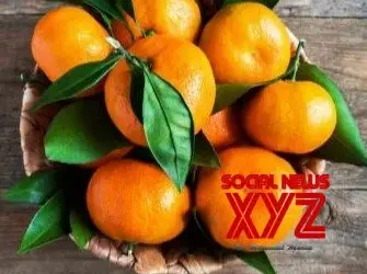 Meghalaya exports 20 metric tons of Khasi mandarin to Dubai