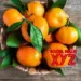 Meghalaya exports 20 metric tons of Khasi mandarin to Dubai