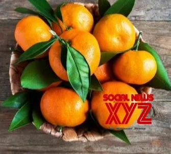 Meghalaya exports 20 metric tons of Khasi mandarin to Dubai