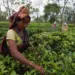Crucial meeting of Tea Board on Monday on proposed changes in no-plucking cycle