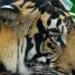 Man mauled to death by tiger in UP’s Pilibhit