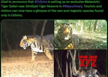 Odisha govt to set up first ‘black tiger safari’