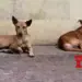 Stray dog menace continues unabated in Bhopal