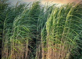 Cabinet okays 8% hike in sugarcane price, move to benefit 5 cr farmers