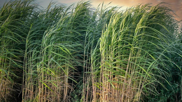 Cabinet okays 8% hike in sugarcane price, move to benefit 5 cr farmers