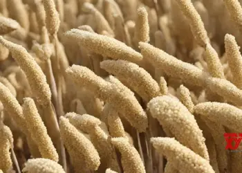 Punjab farmer turns exporter of ready-to-cook millets to Australia under Centre’s start-up scheme