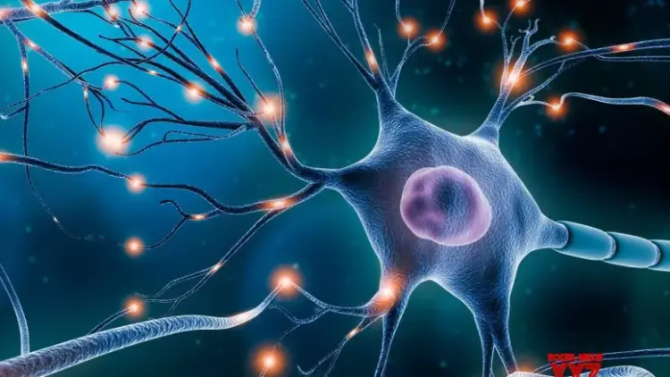 Study discovers neurons that can predict human speech before you say a word