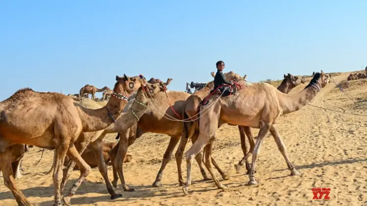 Allahabad HC asks Meerut cops to release camels to owner