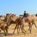 Allahabad HC asks Meerut cops to release camels to owner