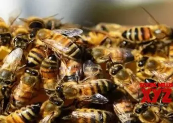 40 school students injured in bee attack in Agra