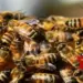 40 school students injured in bee attack in Agra
