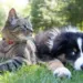 Are animals passing deadly bacteria to humans?