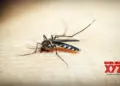 How climate change impacts transmission of malaria