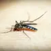 How climate change impacts transmission of malaria