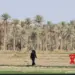 Extreme heat hits Iraq as temperature exceeds 50 degrees Celsius