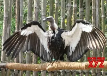 World’s first Asian King vulture conservation centre in UP