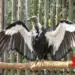 World’s first Asian King vulture conservation centre in UP