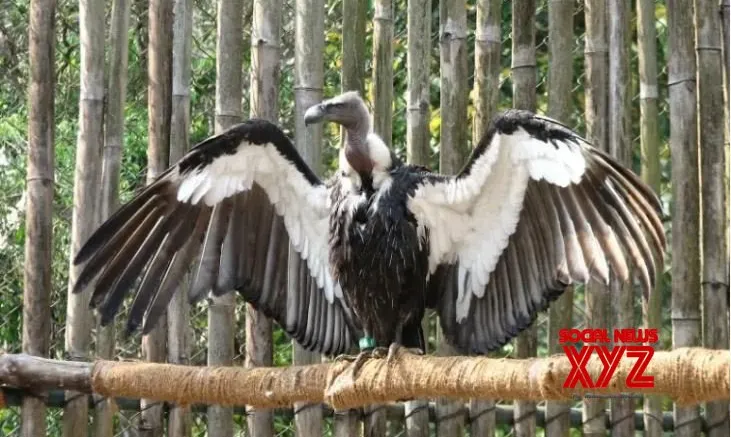 World’s first Asian King vulture conservation centre in UP