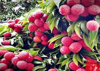 Punjab’s luscious litchis hit Britain markets