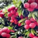 Punjab’s luscious litchis hit Britain markets