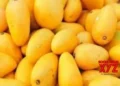 Pakistan exports mangoes to 42 countries, UK largest importer