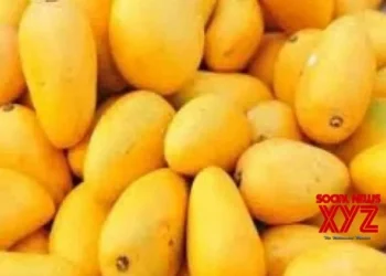 Pakistan exports mangoes to 42 countries, UK largest importer