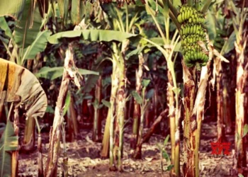 Waste bananas turned into value-added products in Myanmar