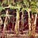 Waste bananas turned into value-added products in Myanmar