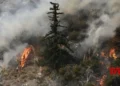 California declares state of emergency amid massive wildfires