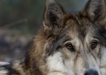 Family of 5 injured in wolf attack in MP