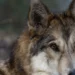 Family of 5 injured in wolf attack in MP