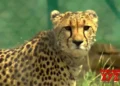 MP Forest Dept launches probe into cheetah Pavan’s death, activist seeks inquiry of KNP chief