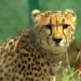 MP Forest Dept launches probe into cheetah Pavan’s death, activist seeks inquiry of KNP chief