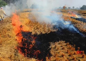 SC seeks report from CAQM on steps taken to curb stubble burning