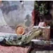 Crocodile rescued from house in Bihar’s Bhagalpur
