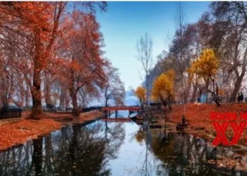 Kashmir’s golden yellow autumn starts making way for winter