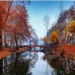 Kashmir’s golden yellow autumn starts making way for winter