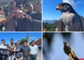 Two Amur falcons tagged with satellite transmitters in Manipur to study migratory routes