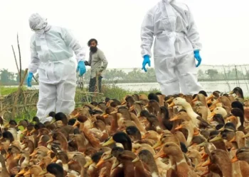 Australian research finds genetic diversity of plants, animals in decline globally