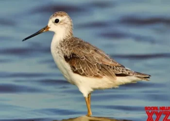 Gujarat: Bird census at Nal Sarovar sanctuary on Jan 25-26
