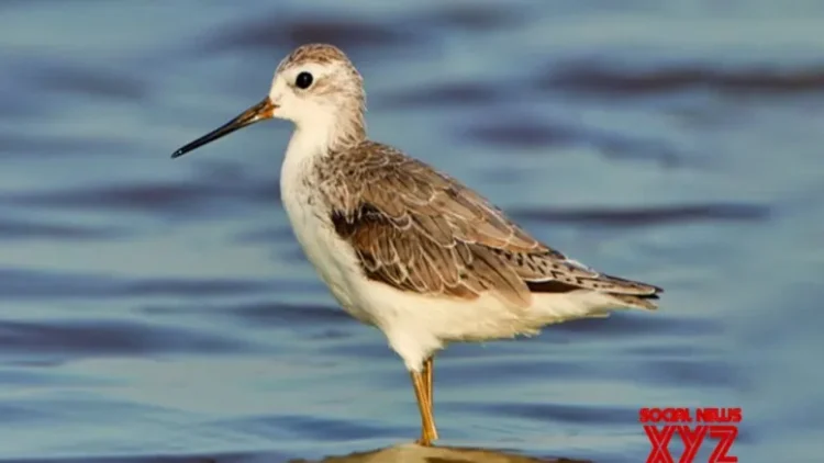 Gujarat: Bird census at Nal Sarovar sanctuary on Jan 25-26
