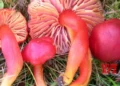 First 1,000 fungi on IUCN Red List reveal growing threats