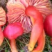 First 1,000 fungi on IUCN Red List reveal growing threats