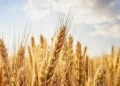 MP govt procures wheat valued at Rs 757 crore: Minister