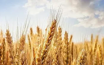 MP govt procures wheat valued at Rs 757 crore: Minister