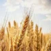 MP govt procures wheat valued at Rs 757 crore: Minister