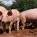 ASF kills over 1,050 pigs in 3 districts of Mizoram